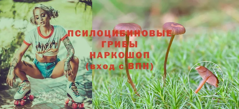 Псилоцибиновые грибы Psilocybine cubensis  купить  сайты  KRAKEN как зайти  Каменногорск 